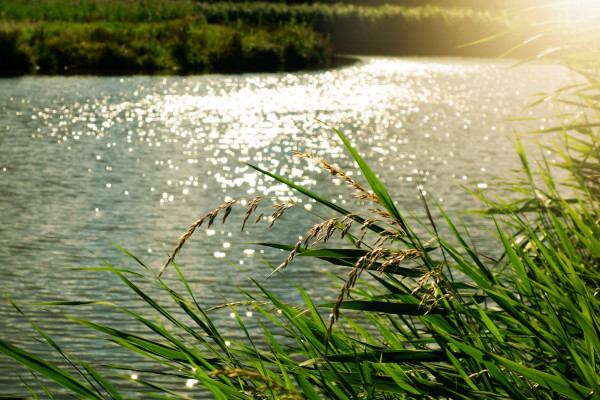 Reed filtration