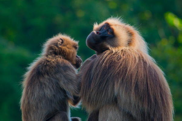 Primates grooming