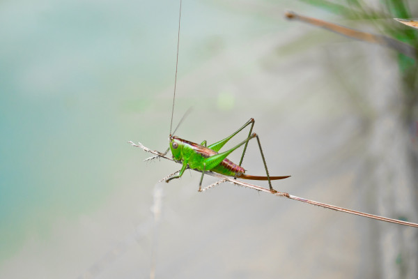photo of a cricket on a branch