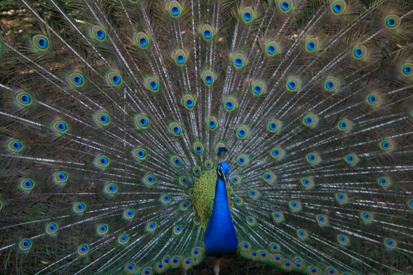 Peacock spreads feathers