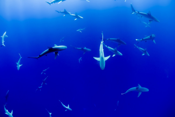 A group of sharks swimming around each other.