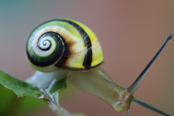 Cuban snail, Angus Davison