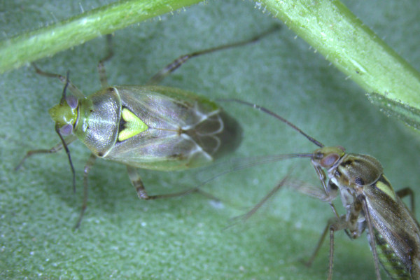 Western tarnished plant bug