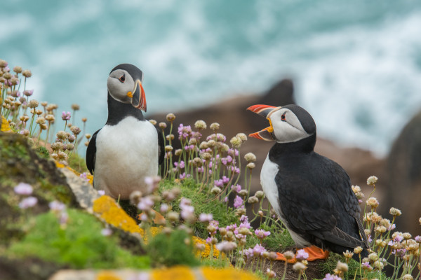 Talking Puffin