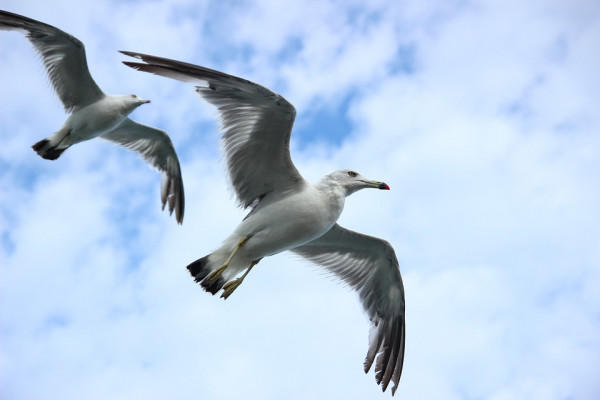Seagulls flying