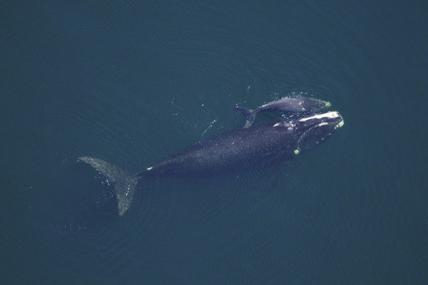 Whale cow with calf