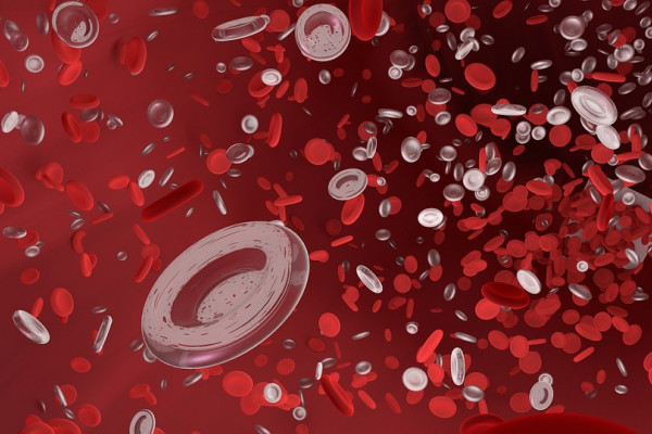 Artist's rendition of red blood cells