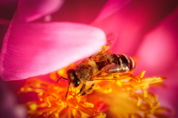 Bee in a pink flower