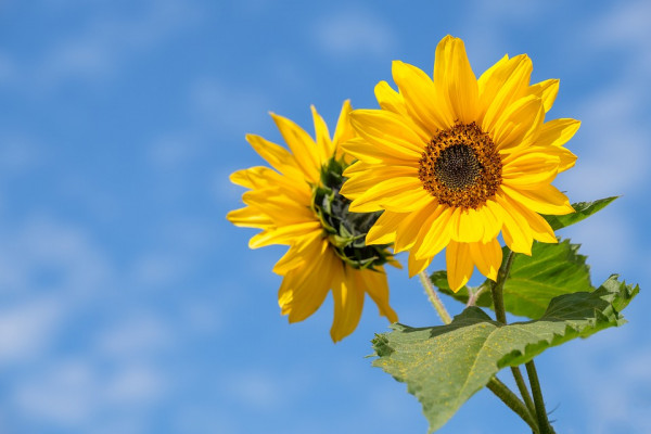 blue sky background, sunflowers foreground
