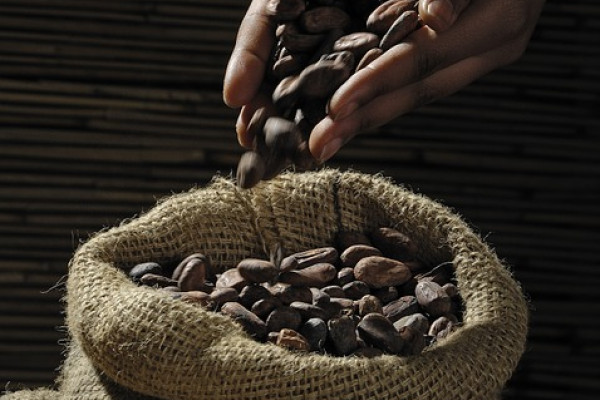 Pouring cocoa beans into a sack by hand.