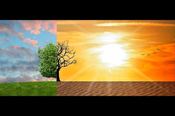 A tree shown in split-screen between a lush field and a hot desert.