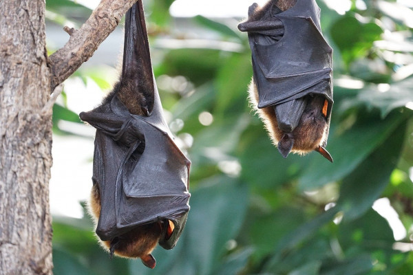 Two flying foxes roosting on a tree branch.