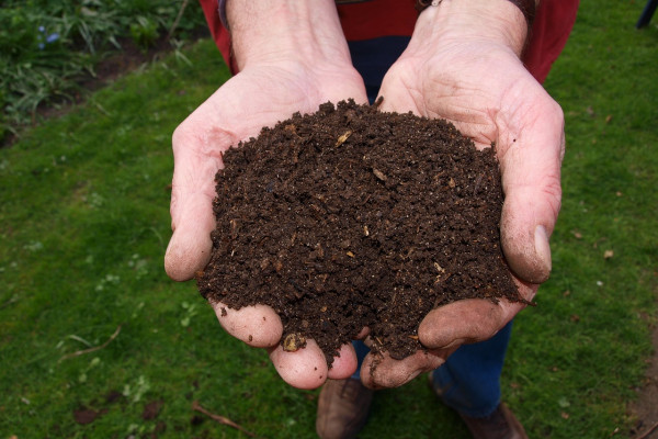 two cupped hands, full of composted soil