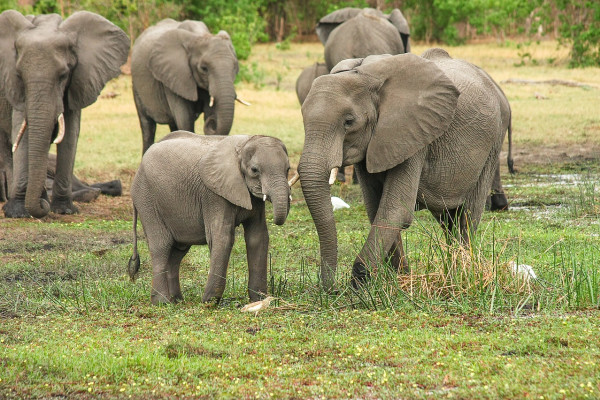 photo of African elephants