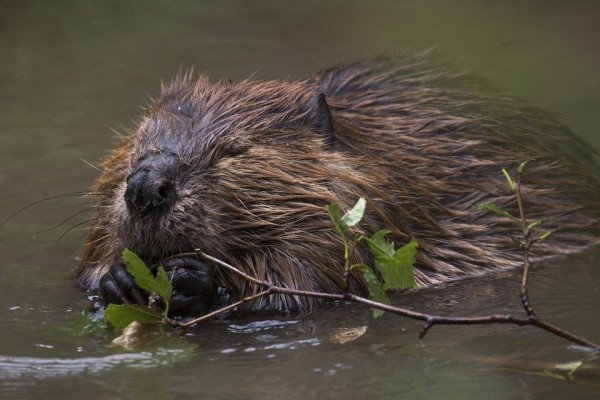 A beaver chewing on a twig in water