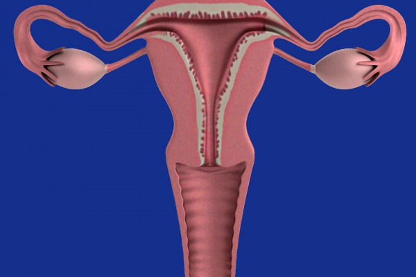 a graphic of female reproductive system