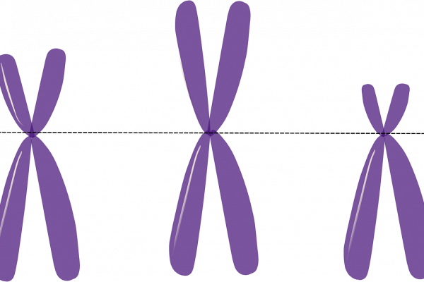 Stylised illustration of X chromosomes.