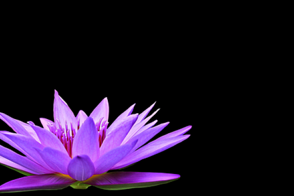 Water lily on a black background