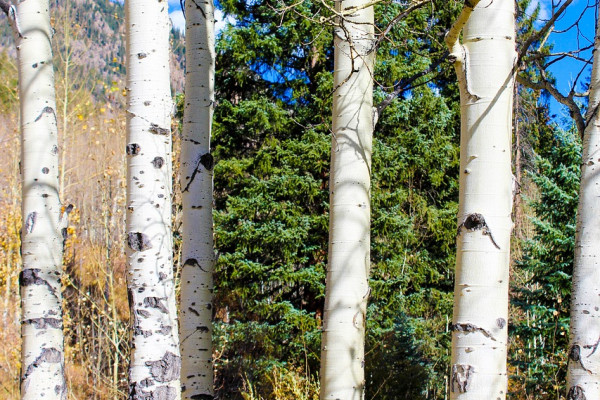 Aspen trees in Colorado.