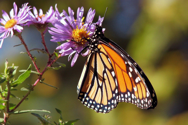 A monarch butterfly feeding from a flower.