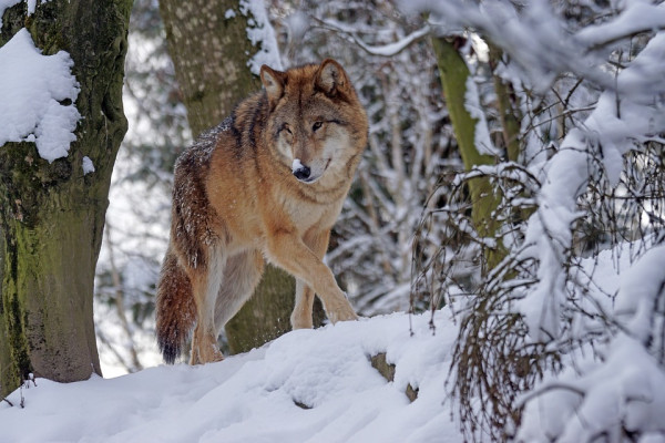 A wolf walking through a snowy forest.