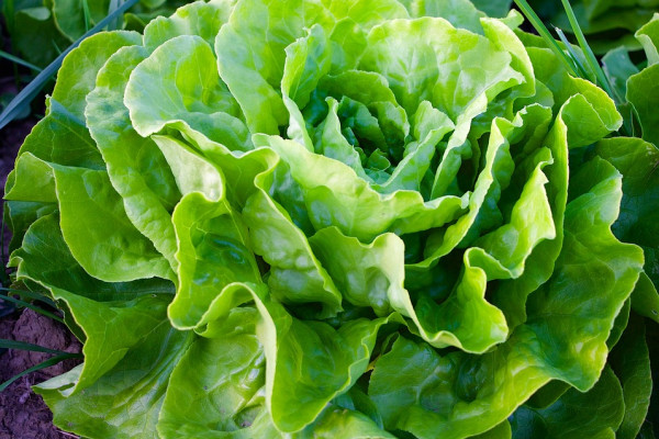lettuce crop in the soil