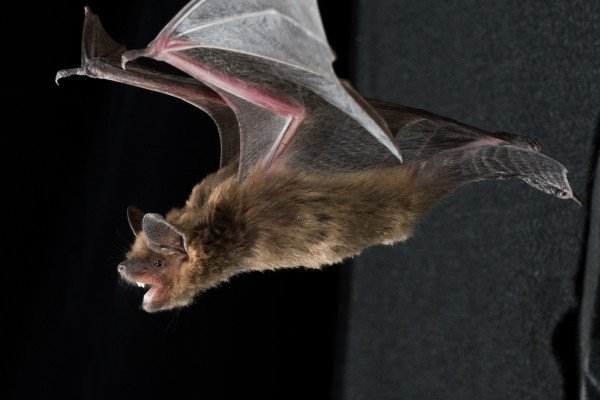 The techniques used by bats to navigate space in three dimensions are becoming clearer.