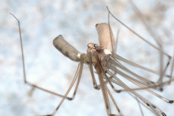 Cellar spider in the woods