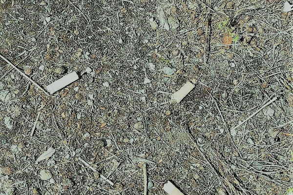 Discarded cigarette butts left on the ground