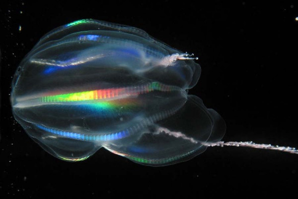  Light refracts off the comb-rows of the ctenophore Mertensia ovum producing stripes of rainbow color. One of the two tentacles with which it feeds is deployed while the other is retracted.