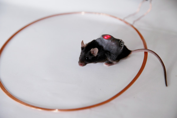 Diabetic mouse with optogenetic implant releasing insulin