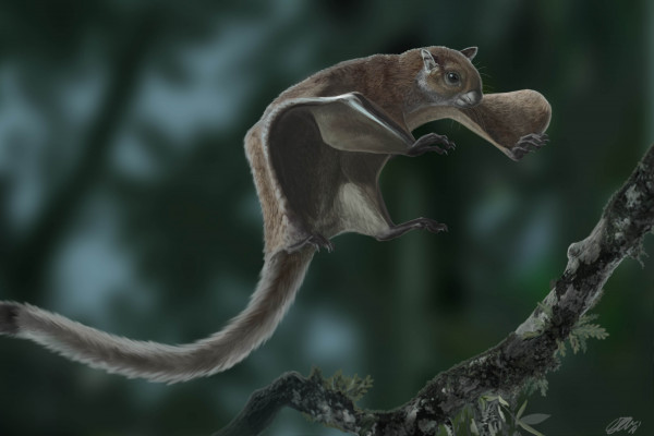 Reconstruction of the 11.6-million-year-old fossil flying squirrel Miopetaurista neogrivensis.