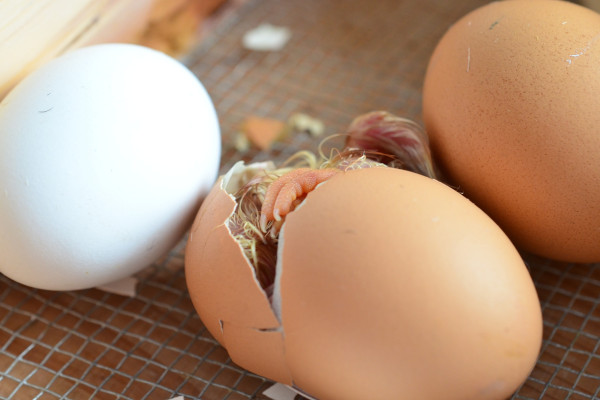 Egg hatching