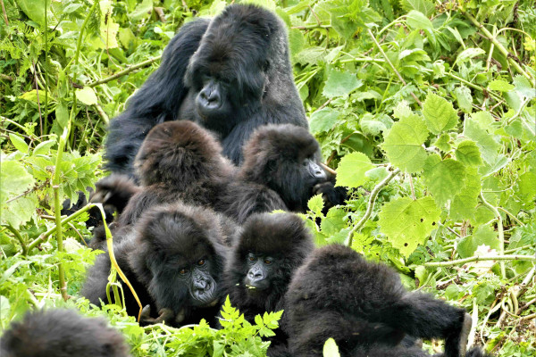 Gorilla with babies