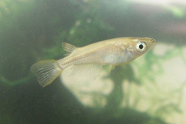 Medaka - Japanese rice fish (Oryzias latipes)