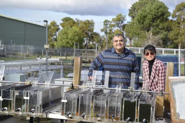 Navid Moheimani and Parisa Bahri are developing algal systems to turn wastewater into valuable food resources