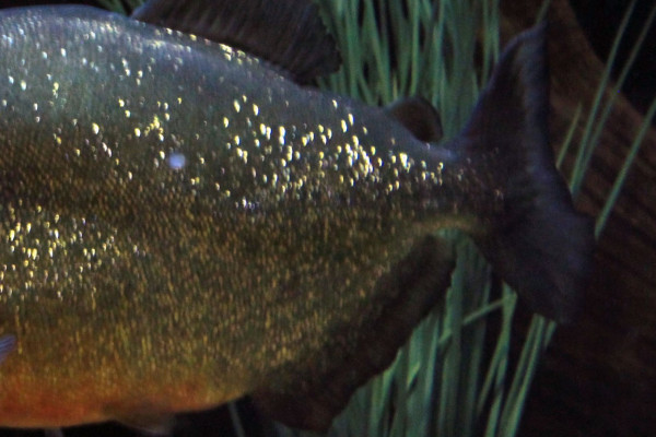 The tail of a piranha.