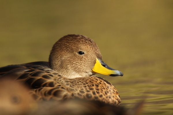 Pintail Duck on water