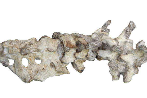 Australopithecus sediba, lumbar vertebrae