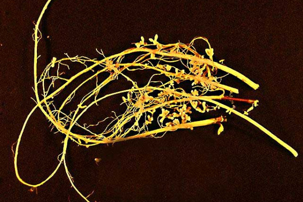 Soybean root nodules, containing billions of Rhizobium bacteria