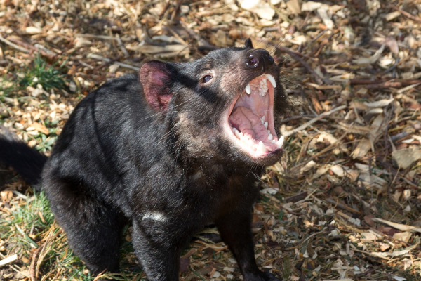 tasmanian devil, Sarcophilus harrisii