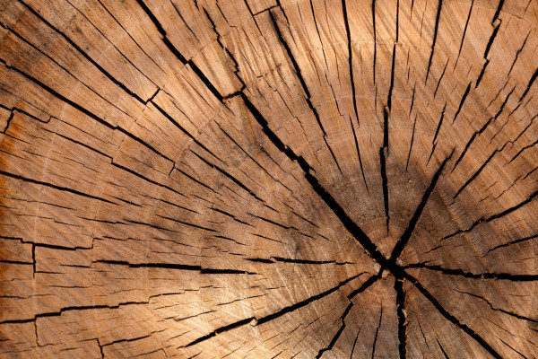 Tree rings indicate the age of a tree in years