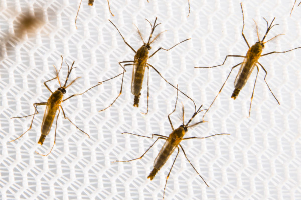 Four adult Aedes aegypti mosquitoes