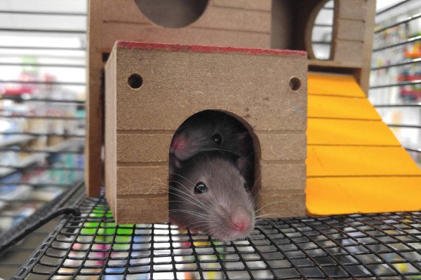Rats in a cage
