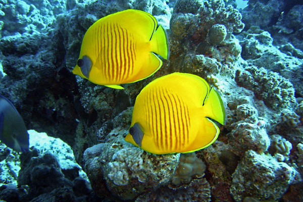 Two Butterfly Fish