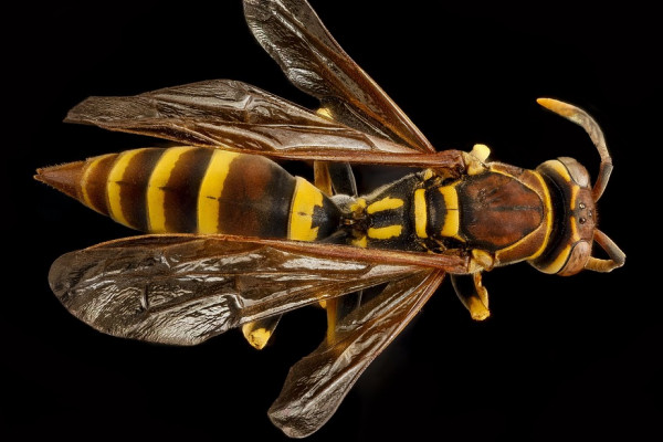 A European Paper wasp