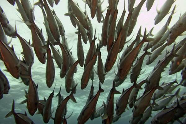 The image shows a large group of fish swimming underwater.