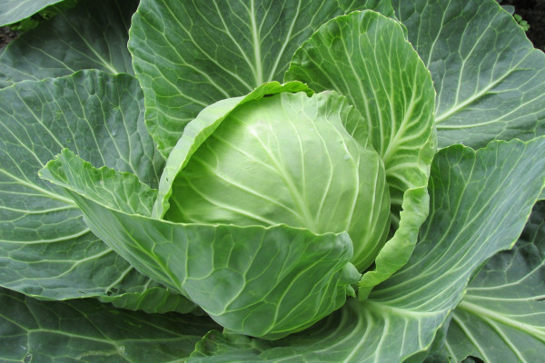 Cabbage, the main ingredient in sauerkraut