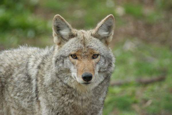 A coyote