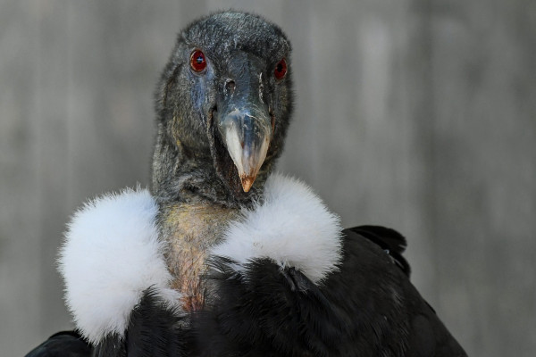 A headshot of a condor